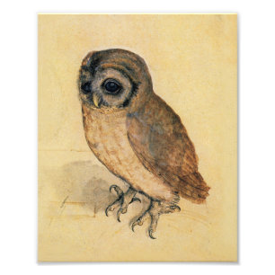 Foto Albrecht Durer, A Pequena Coruja