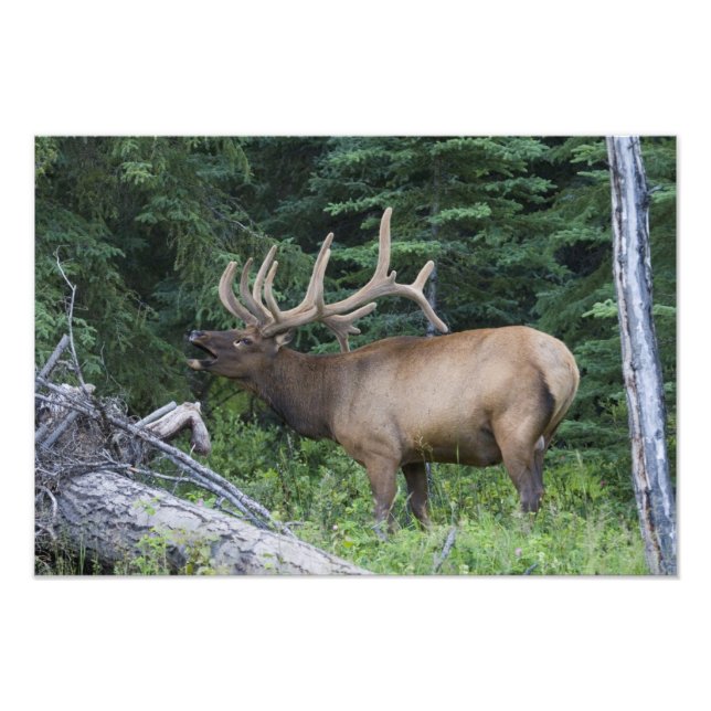 Foto Alce bramando no Parque Nacional Banff, Canadá. (Frente)