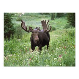 Foto Alce macho Alces alces) em flores silvestres,