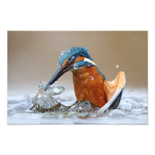 Foto Alcedo Atthis Martinete caçando água Luca Casale