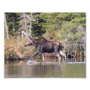 Foto Alces da vaca de Maine
