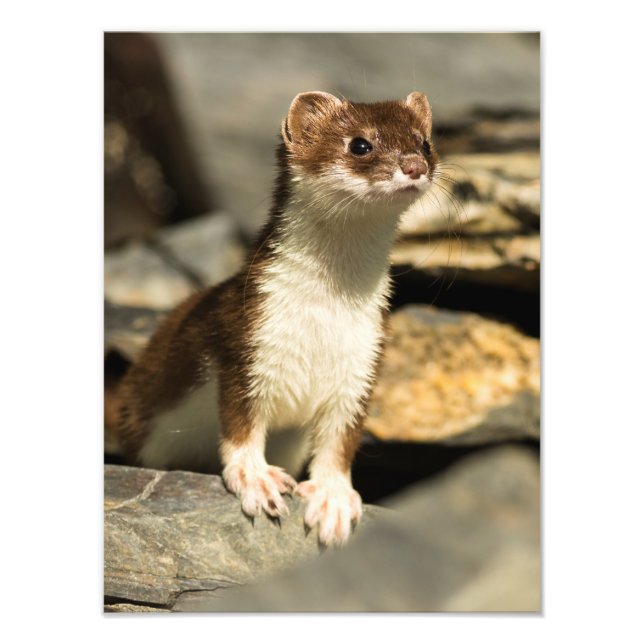 Foto Alerta Weasel (Frente)
