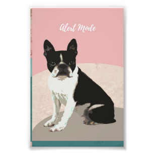 Foto Alertar Boston Terrier Dog Boston Terrier Lover
