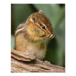 Foto Algo Cheira Chipmunk