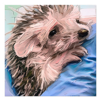 Foto alimentando um pequeno e órfão ouriço bebê