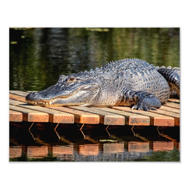 Foto Alligator 14x11 em Homosassa Primaveras Parque da  (Frente)