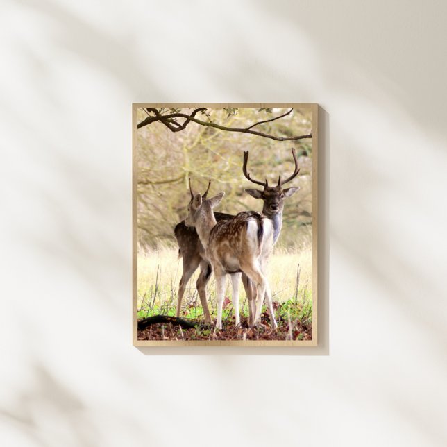 Foto allow Deer of the English Estate (Criador carregado)
