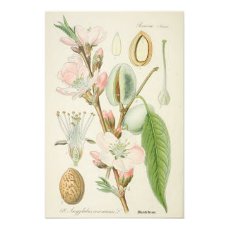 Foto Almond Tree, Amygdalus communis,
