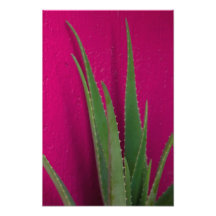 Aloe Rosa - Arte - Aloe Vera contra rosa