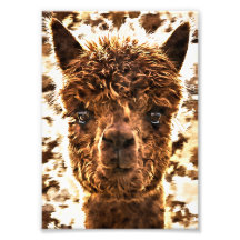 Alpacas Rostos Completos
