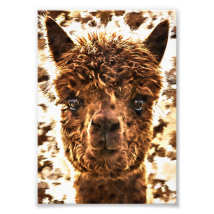 Foto Alpacas Rostos Completos