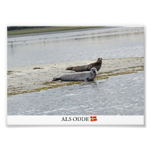 Foto Als Odde/Denmark Seals Photo Impressão!