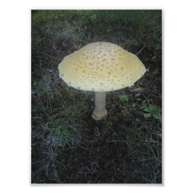 Foto Amanita Muscaria var. Formosa - 01 (Frente)