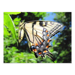 Foto amarela do ~ de Swallowtail