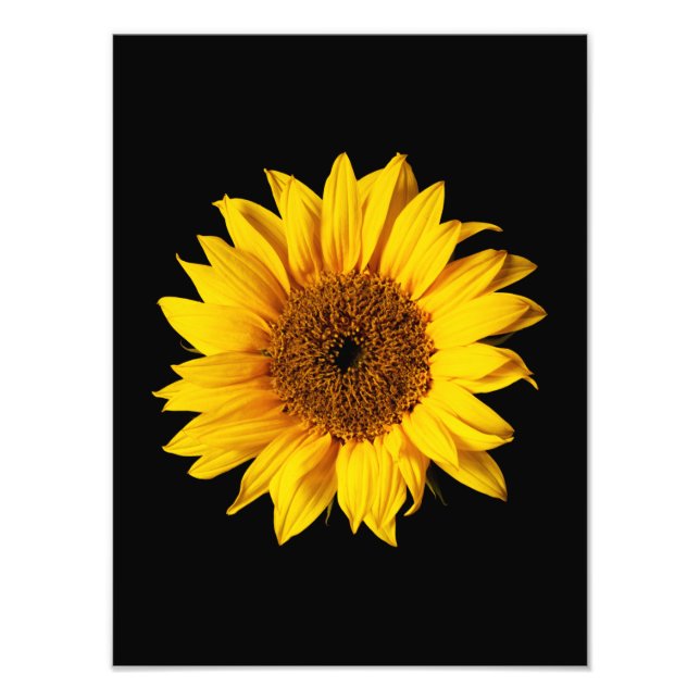 Foto Amarelo de Girassol no Preto - Girassóis Personali (Frente)
