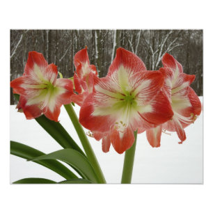 Foto Amaryllis no Feriado Vermelho de Neve Floral de in