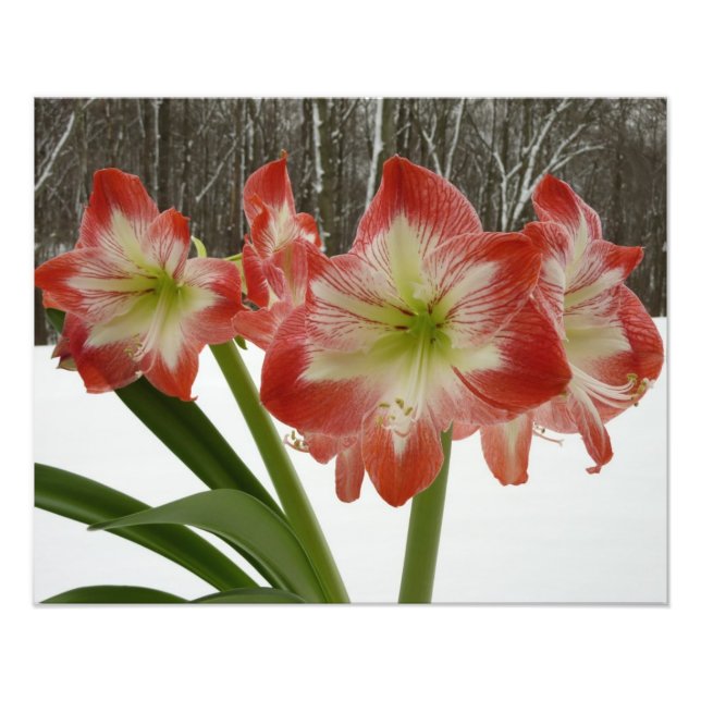 Foto Amaryllis no Feriado Vermelho de Neve Floral de in (Frente)
