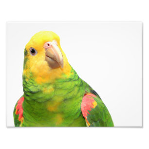 Foto amazon Amarelo-dirigido