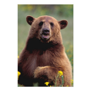 Foto América do Norte, Califórnia, urso preto canela