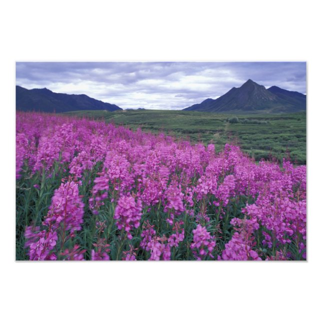 Foto América do Norte, Canadá, Yukon. Epilóbio floresce (Frente)