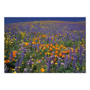 Foto América do Norte, EUA, Califórnia, Los Angeles 2