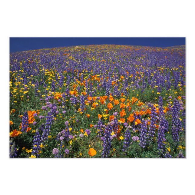 Foto América do Norte, EUA, Califórnia, Los Angeles 2 (Frente)