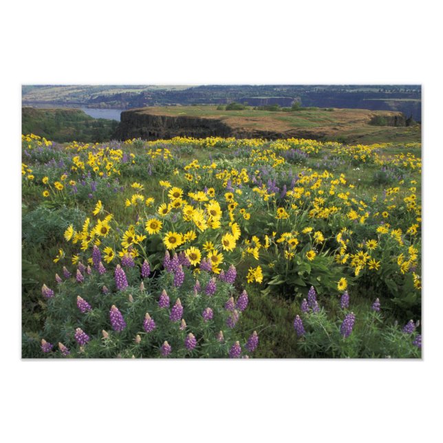 Foto América do Norte, EUA, Oregon, Rio Colúmbia 2 (Frente)