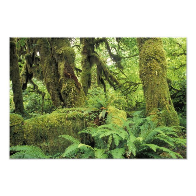 Foto América do Norte, EUA, Washington, Olímpico 2 (Frente)