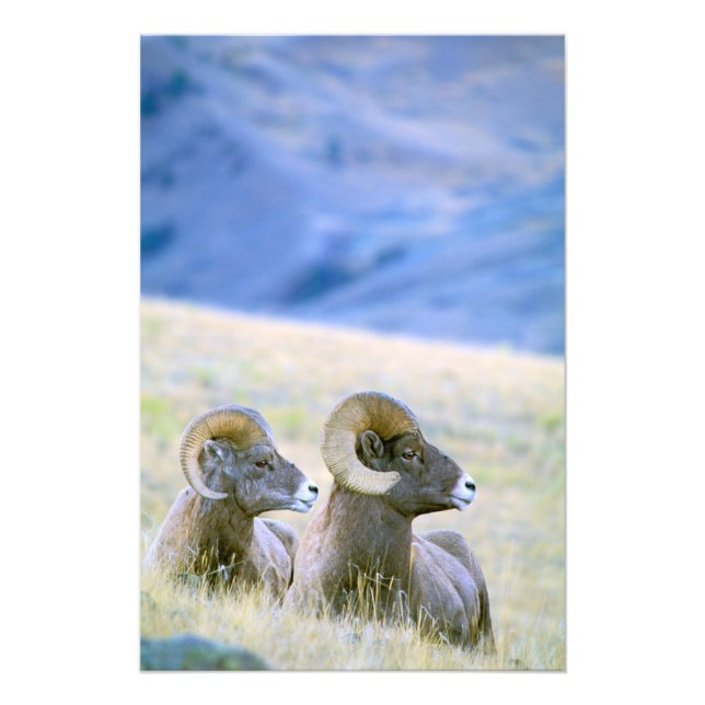 Foto América do Norte, EUA, Wyoming, Yellowstone 2 (Frente)