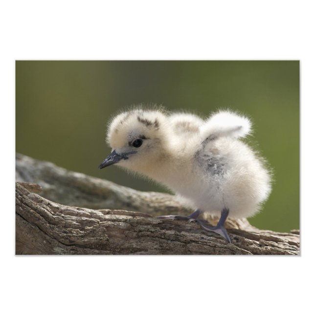 Foto América do Norte, Ilhas do Noroeste do Havaí, 2 (Frente)