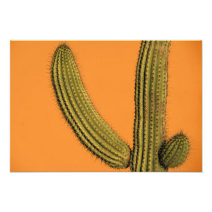 Foto América do Norte, México, Baja California, Cabo