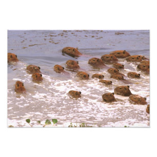 Foto América do Sul, Venezuela, região Lano.