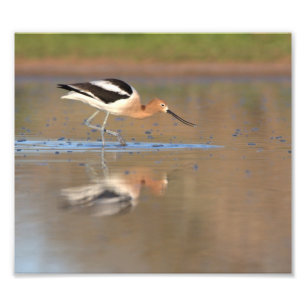 Foto American Avocet nas lagoas