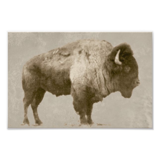Foto American Bison (Frente)