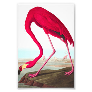 Foto American Flamingo, por John James Audubon