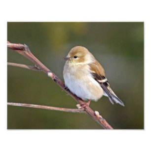 Foto American Goldfinch