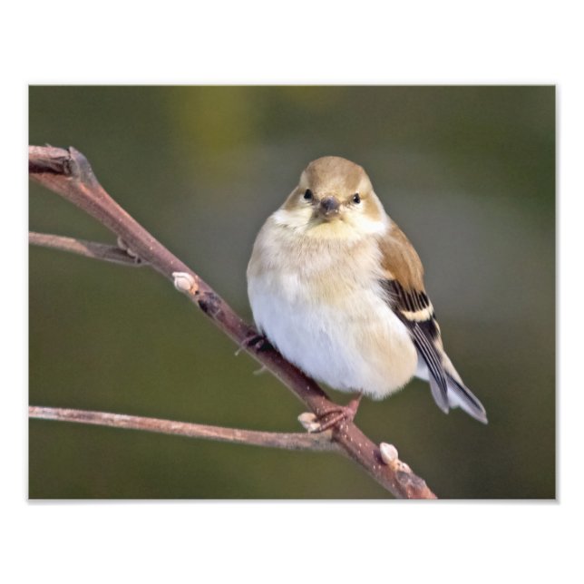 Foto American Goldfinch Olhando Para Você (Frente)