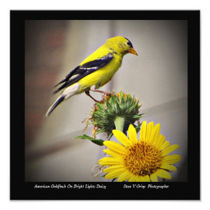 Foto American Goldfinch Sobre Daisy Wall Art Impressão