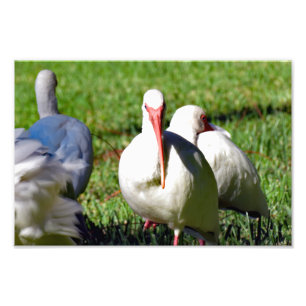 Foto American White Ibis