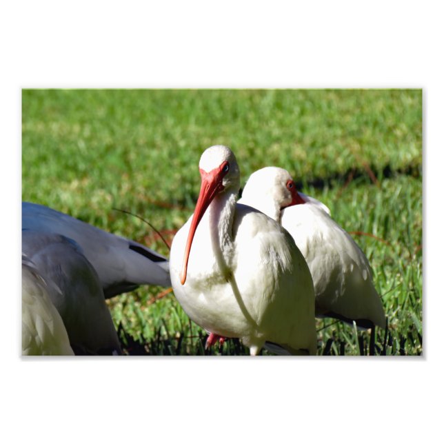 Foto American White Ibis (Frente)