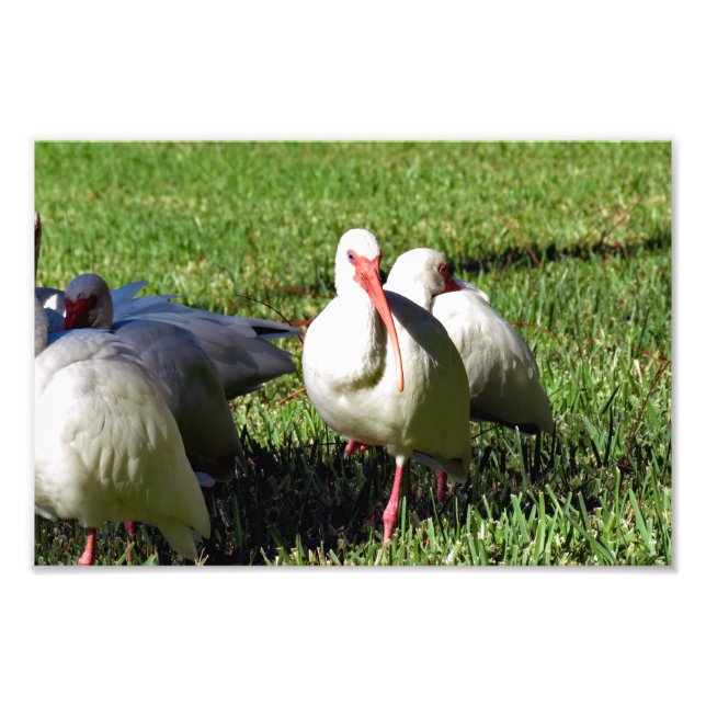 Foto American White Ibis (Frente)