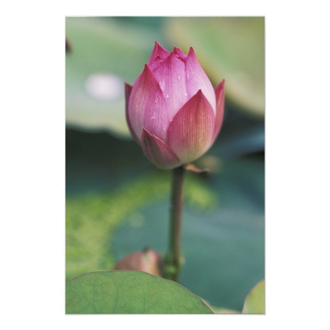 Foto Amido de flor de Lotus, Hangzhou, Província de Zhe (Frente)