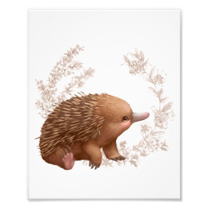 Foto Amigos australianos pequenos - Echidna
