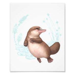 Foto Amigos australianos pequenos - Platypus