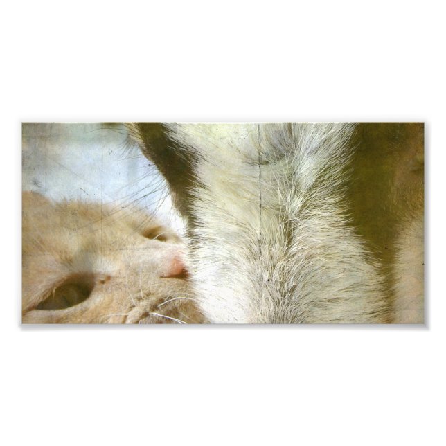 Foto Amigos de gatinho e Caprino (Frente)