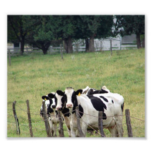 Foto Amish Dairy Cattle
