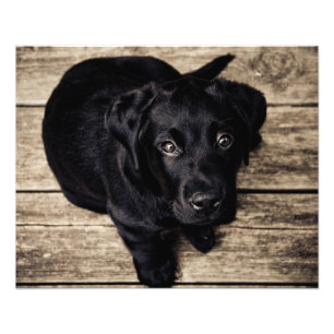 Foto Amor de cachorrinho