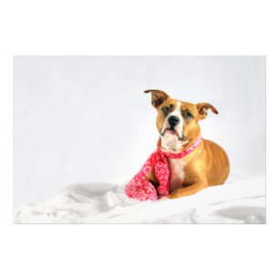 Foto Amor de filhote de cachorro do pitbull em XOXO