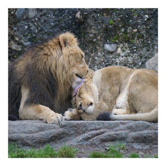 Foto Amor de Leão Poderoso (Frente)
