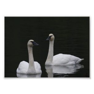 Foto Anacoras do Par do Cisne ACFL